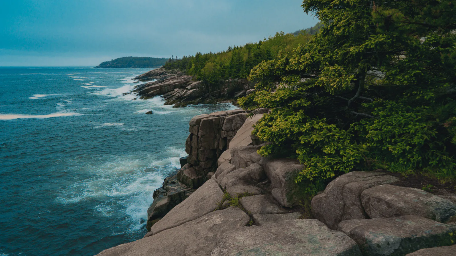 Granite coastline and evergreen forest in Acadia National Park