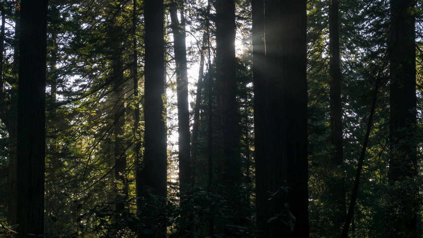 Redwood National Park landscape