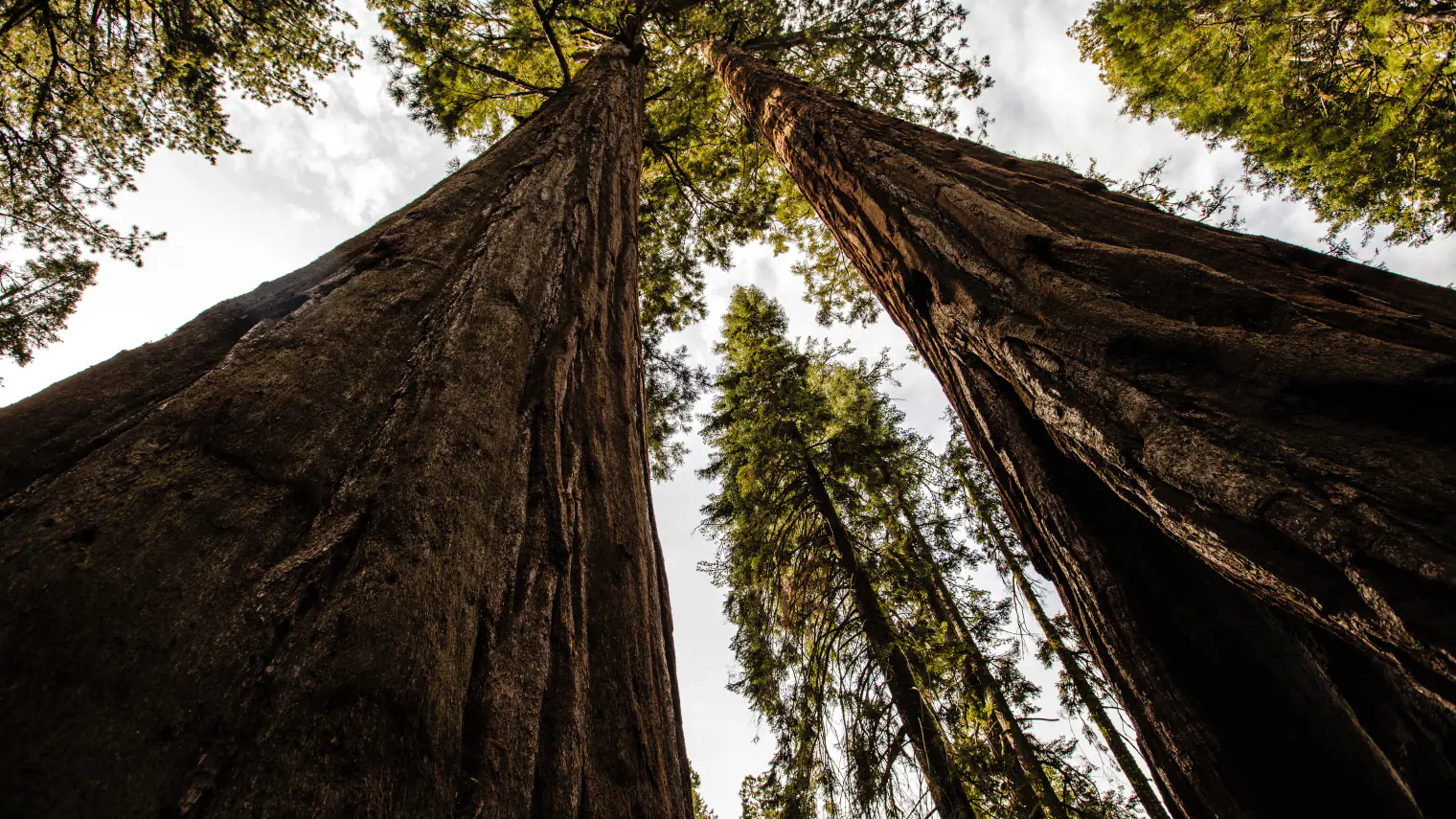 Sequoia National Park landscape