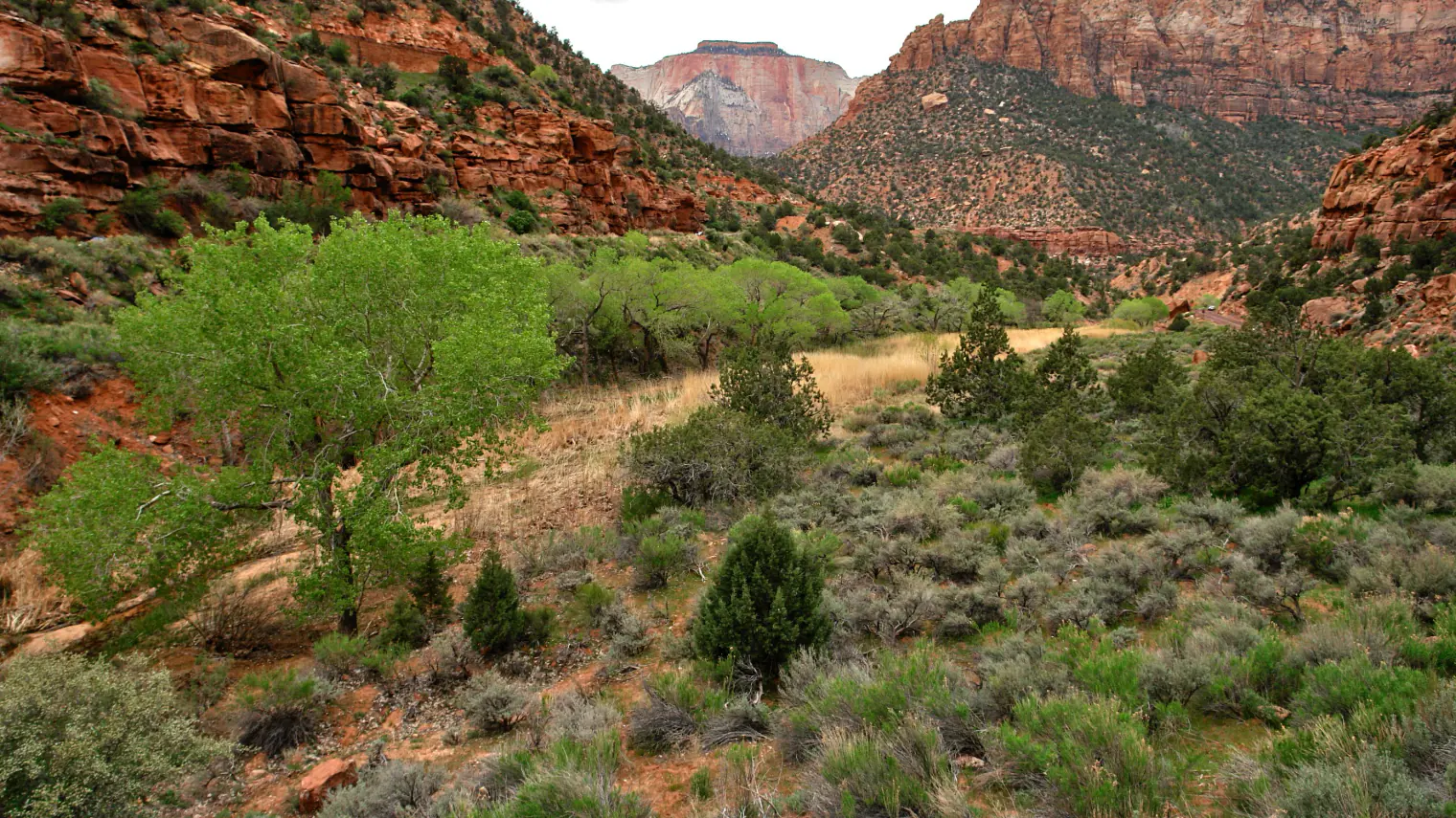 Red cliffs and cottonwoods in Zion National Park