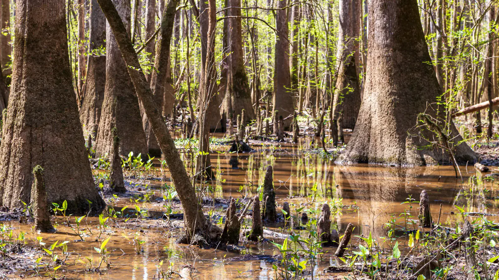 Sunlight filtering through the bottomland hardwood forest at Congaree National Park