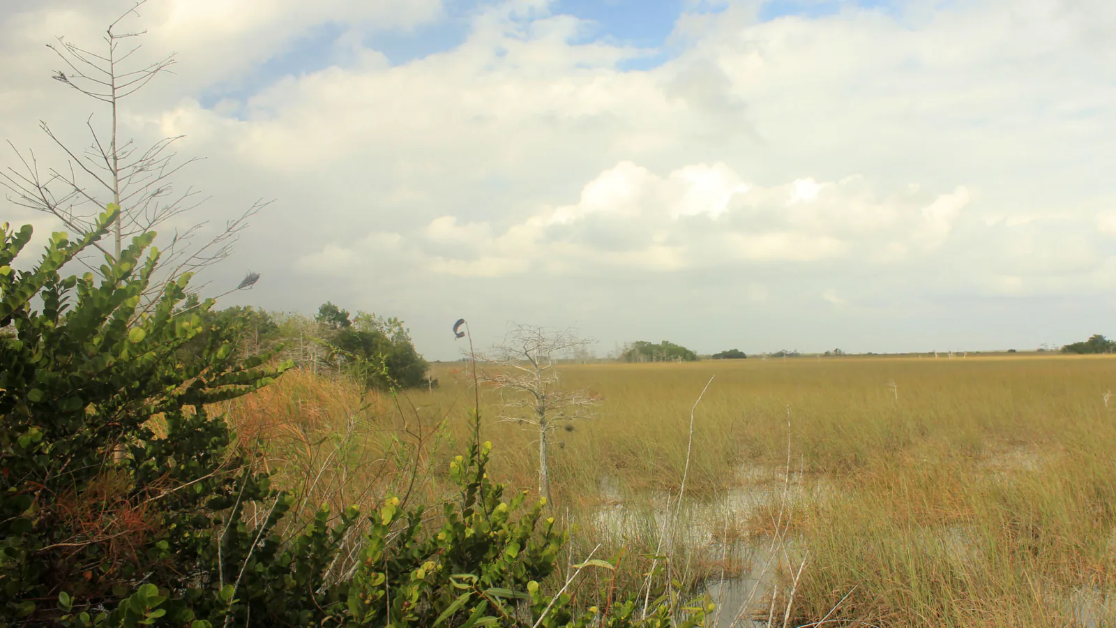 A broad Everglades wetland reflects evening light beneath low clouds and a wide sky