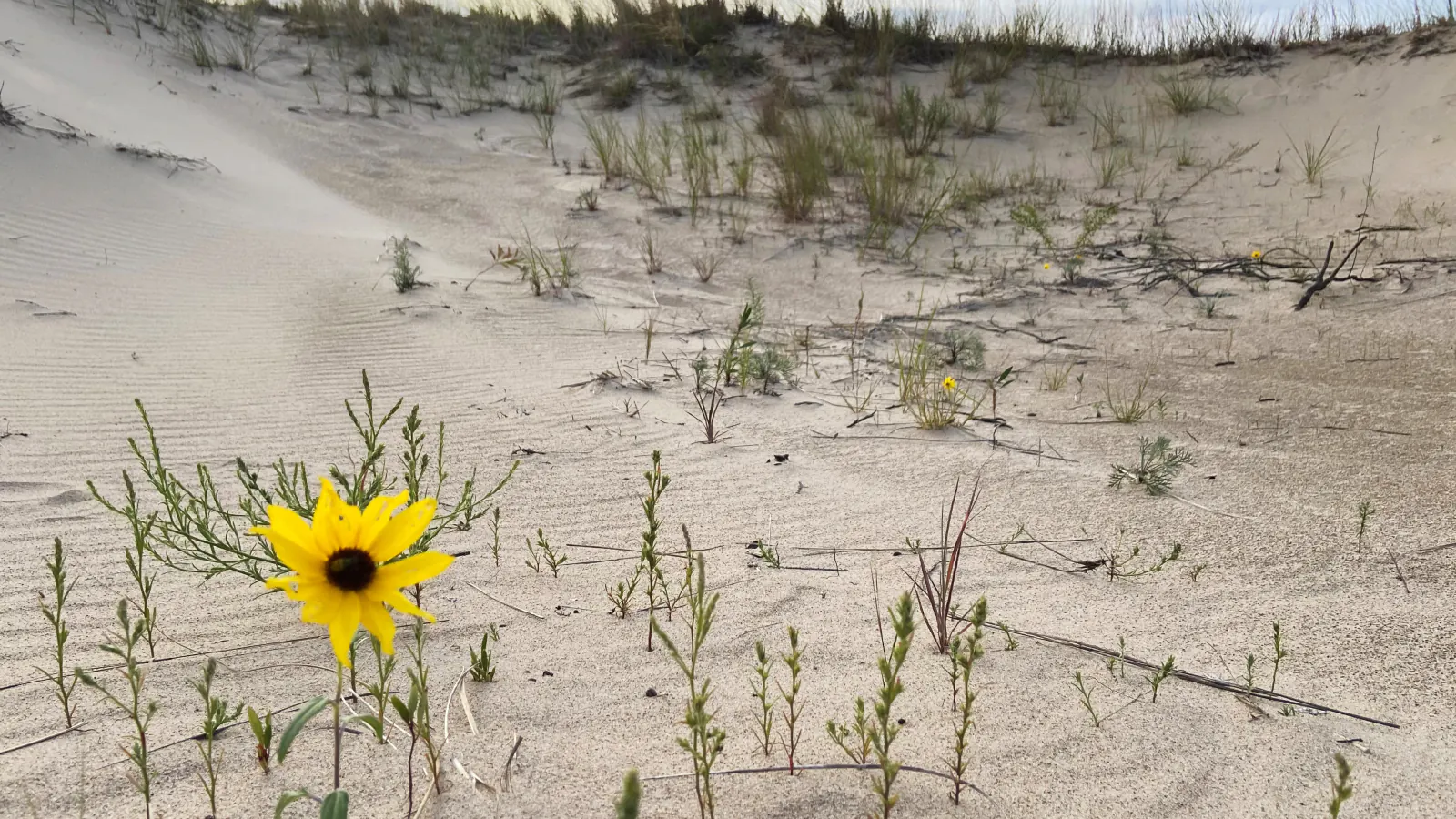 A sandy path crosses grass-covered dunes toward Lake Michigan in Indiana Dunes National Park