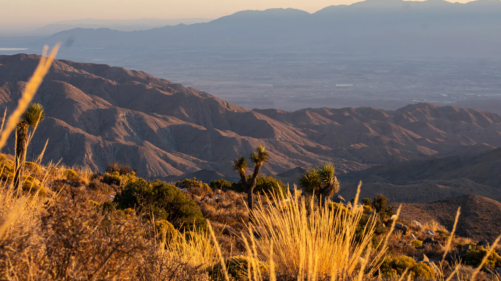 Joshua trees and rounded desert rock formations in Joshua Tree National Park