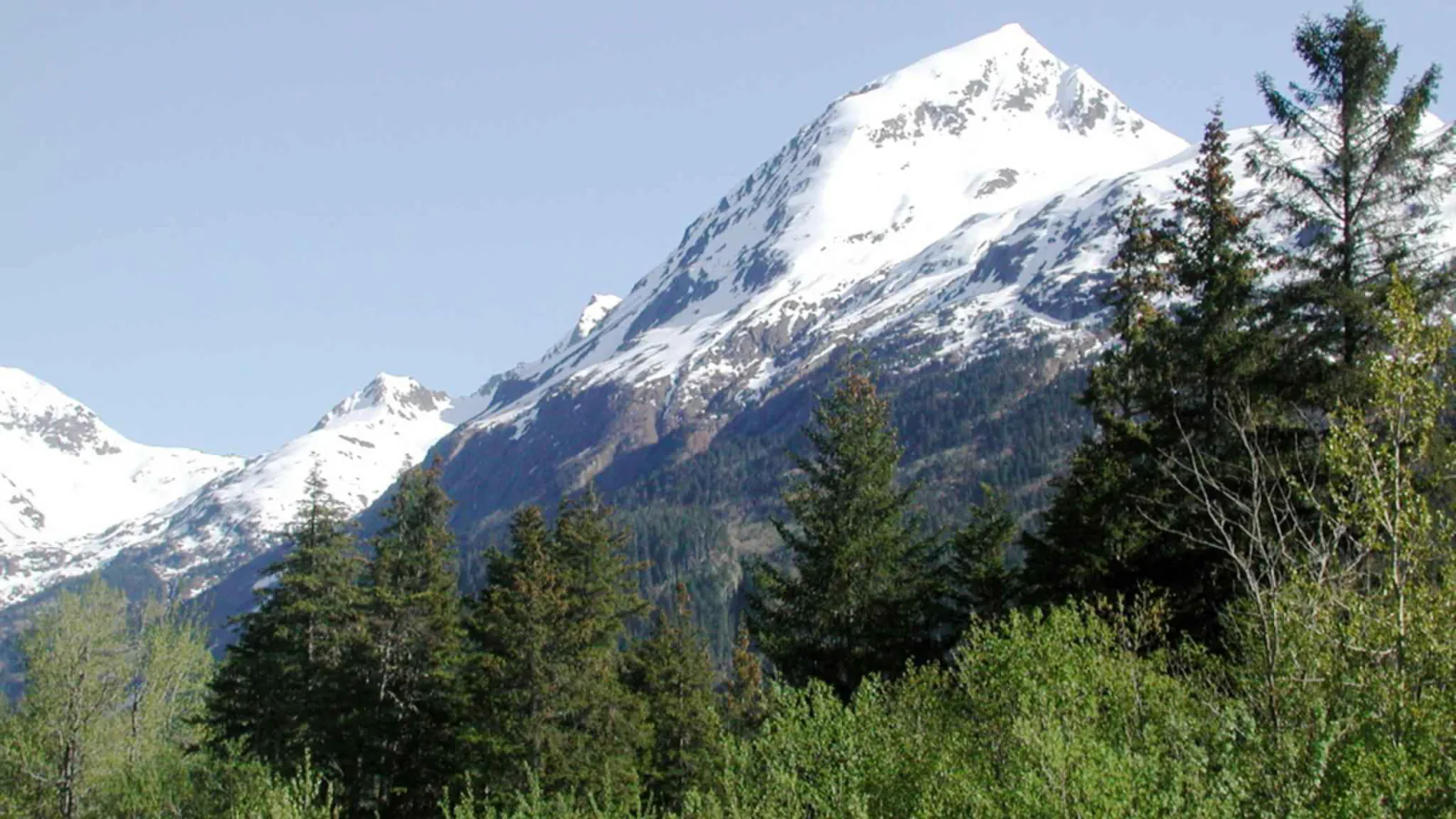 Snow-covered peaks rising above spruce forest in Kenai Fjords National Park