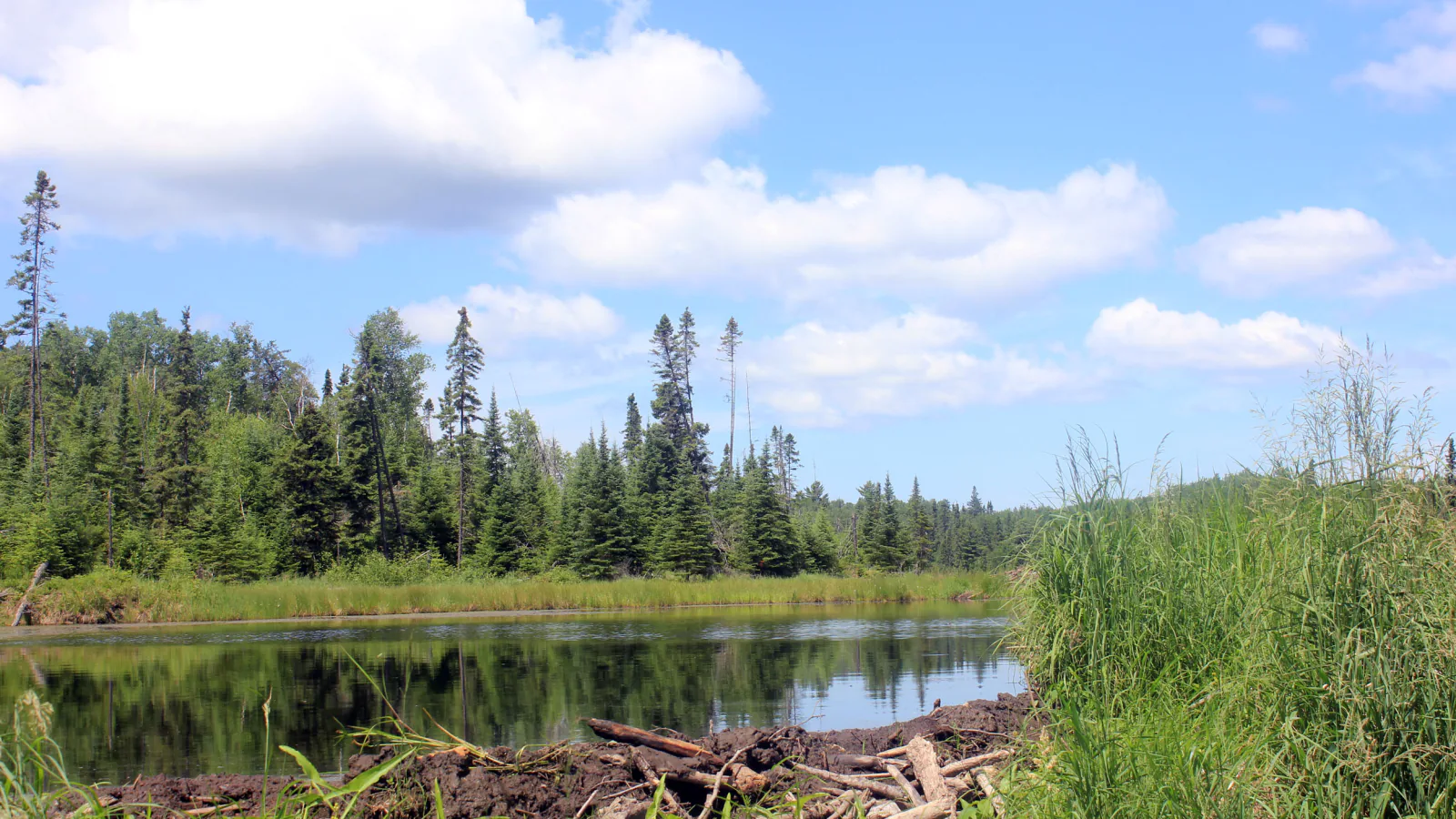 A quiet wetland reflects spruce and pine forest beneath a summer sky in Voyageurs National Park