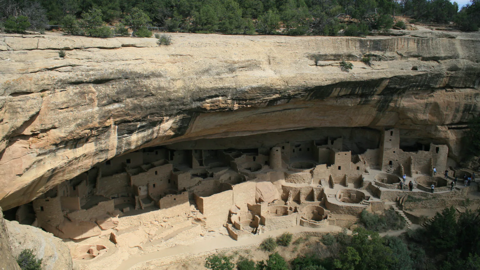 Cliff Palace masonry structures beneath a broad sandstone alcove at Mesa Verde National Park