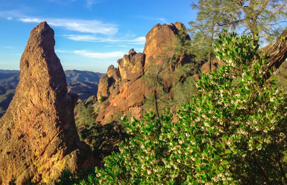 High Peaks rock formations above flowering manzanita in Pinnacles National Park