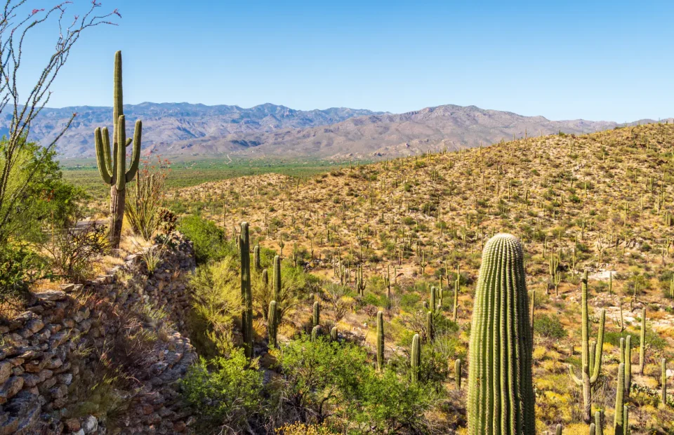 Saguaro cacti seen from Riparian Overlook in Saguaro National Park