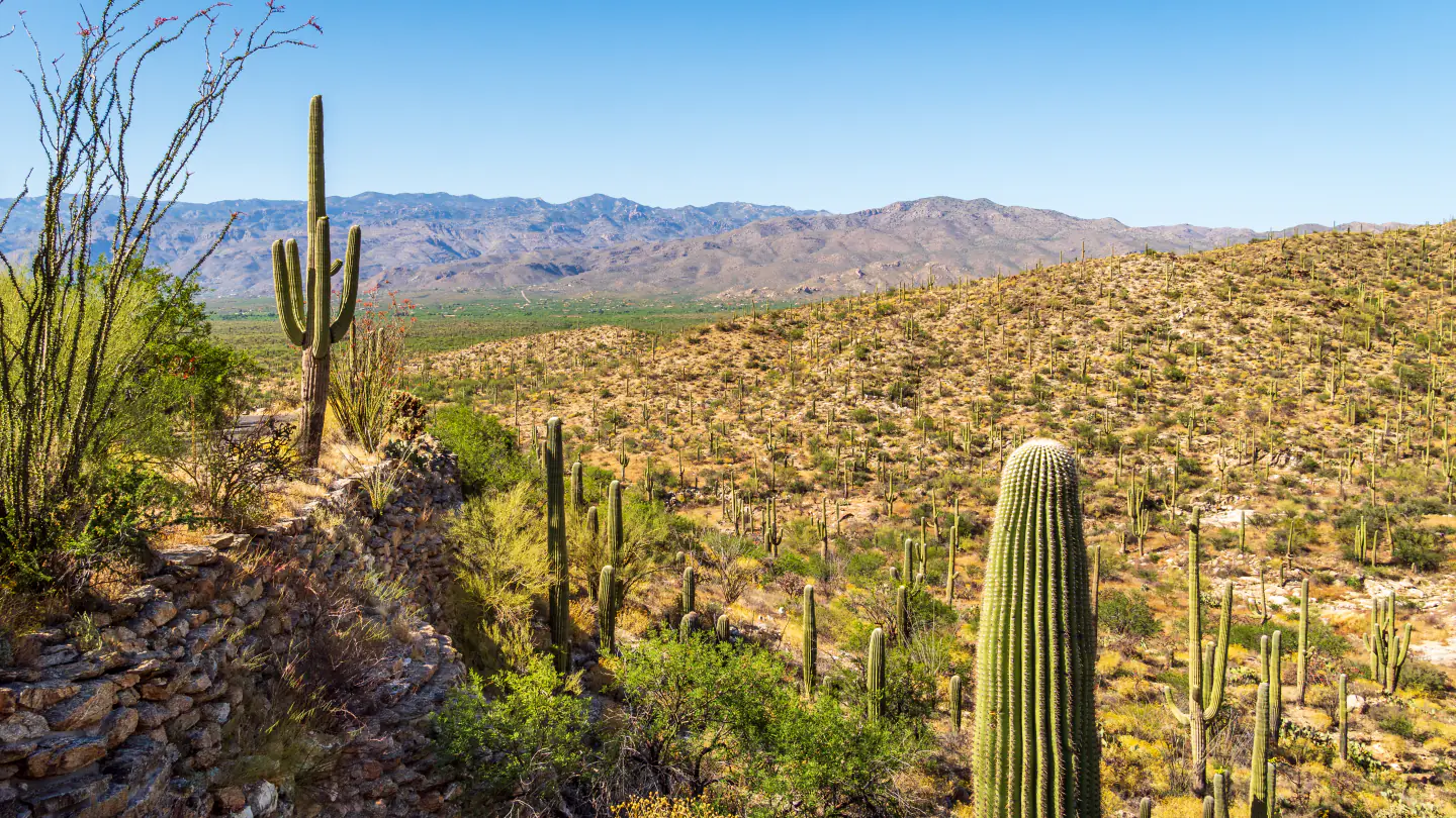 Saguaro cacti seen from Riparian Overlook in Saguaro National Park