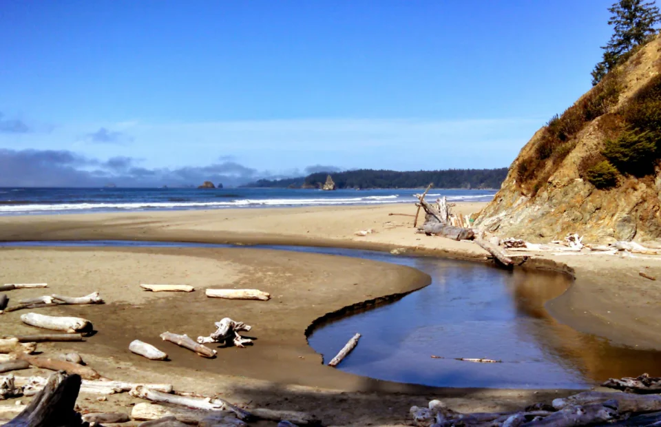 A sandy Olympic National Park beach curves past driftwood toward offshore sea stacks