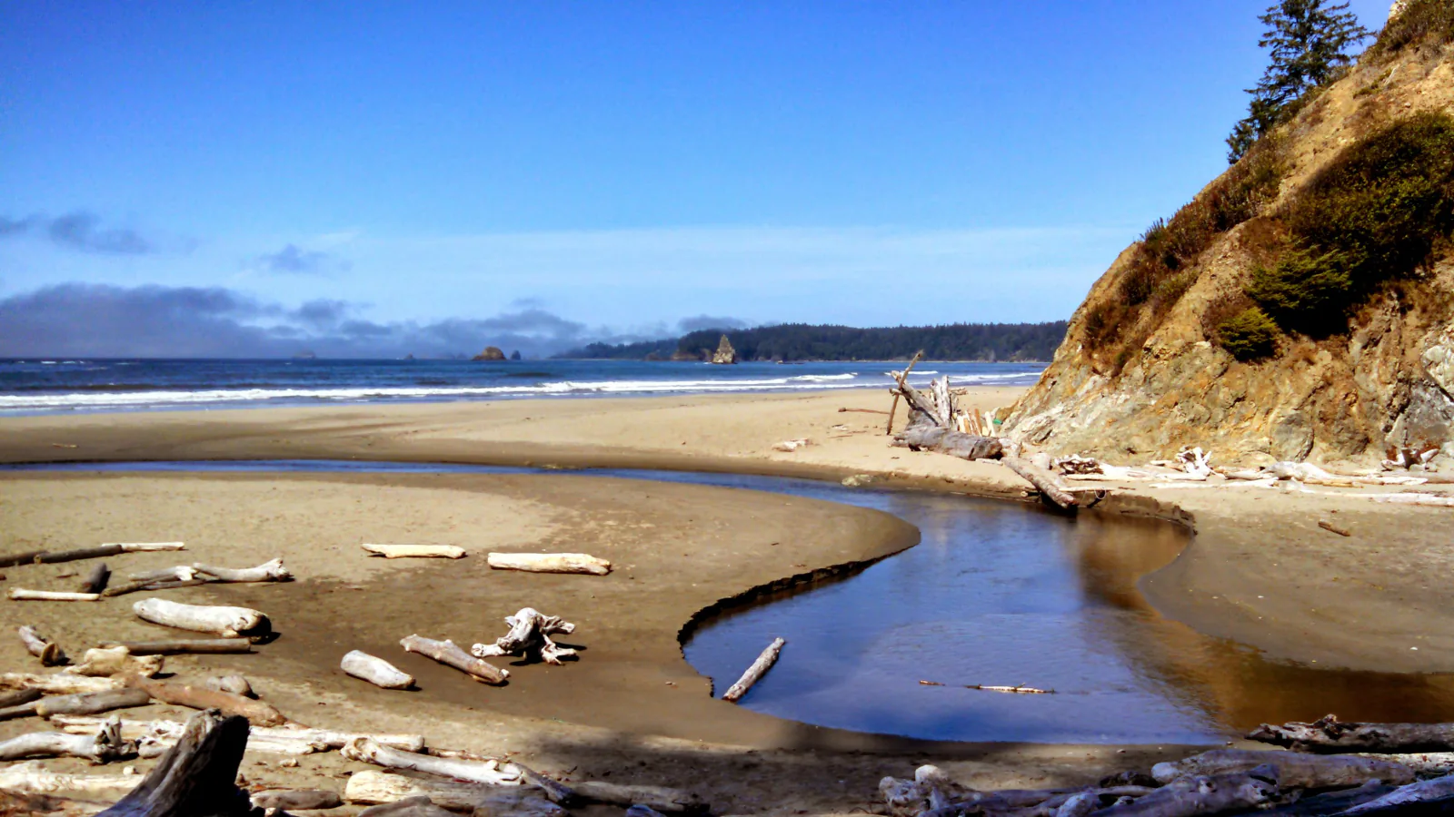 A sandy Olympic National Park beach curves past driftwood toward offshore sea stacks
