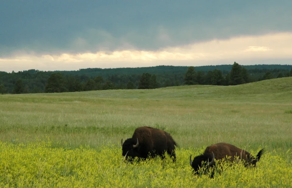Two bison graze in yellow prairie flowers beneath a dark summer sky at Wind Cave National Park