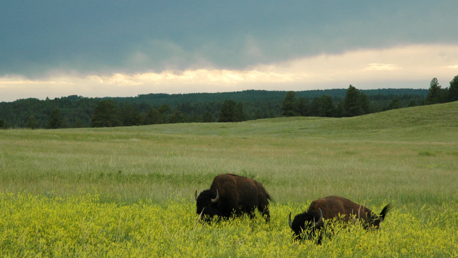 Two bison graze in yellow prairie flowers beneath a dark summer sky at Wind Cave National Park