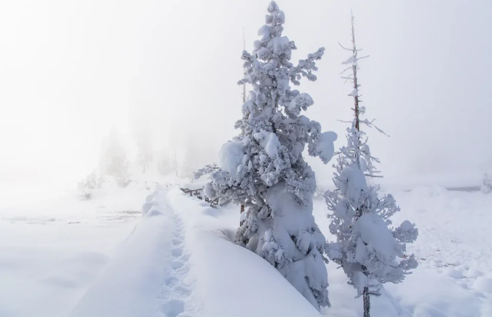 A boardwalk curves through a snowy thermal area in Yellowstone National Park