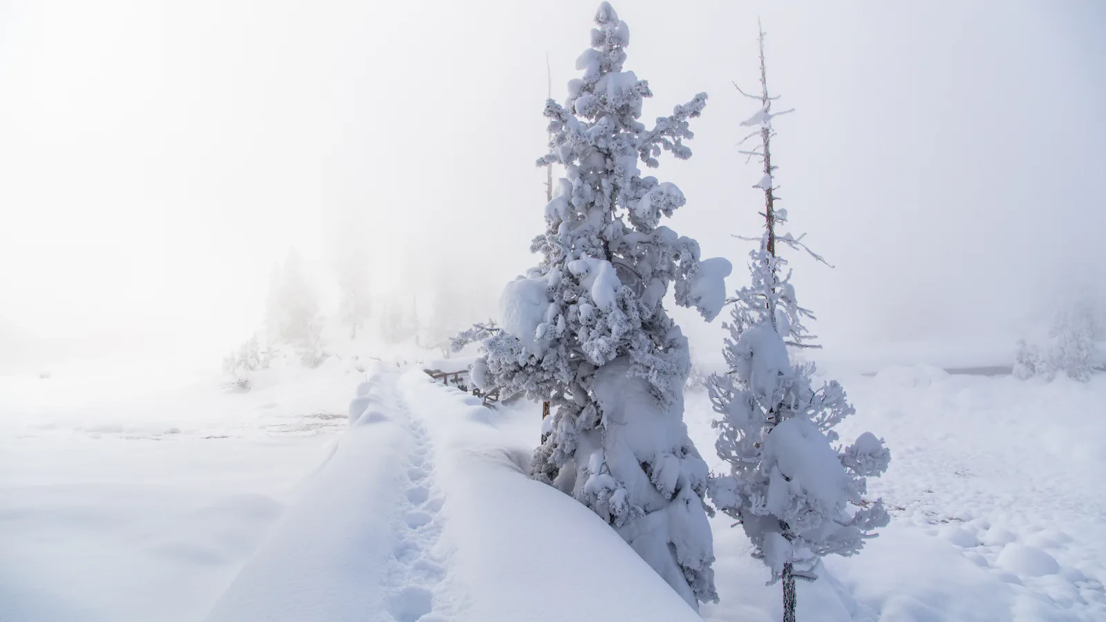 A boardwalk curves through a snowy thermal area in Yellowstone National Park